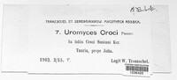 Uromyces croci image